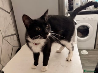 Domestic Shorthair cats - Advert 21