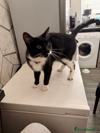 Domestic Shorthair cats - Advert 12