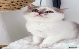 British Shorthair cats for sale: GCCF British Short Hair Kittens, Stunning Colors  - Image 8