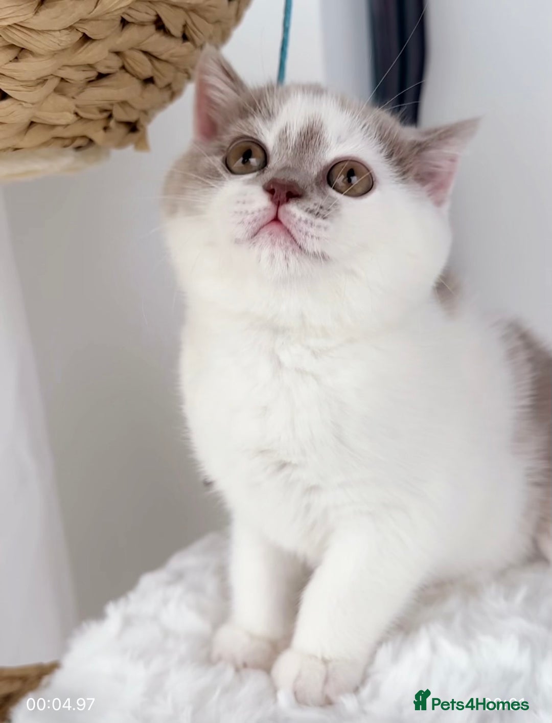 British Shorthair cats for sale: GCCF British Short Hair Kittens, Stunning Colors  - Image 8