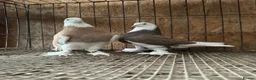 Pigeons birds for sale: FANCY WEST OF ENGLAND TUMBLERS  - Advert 6