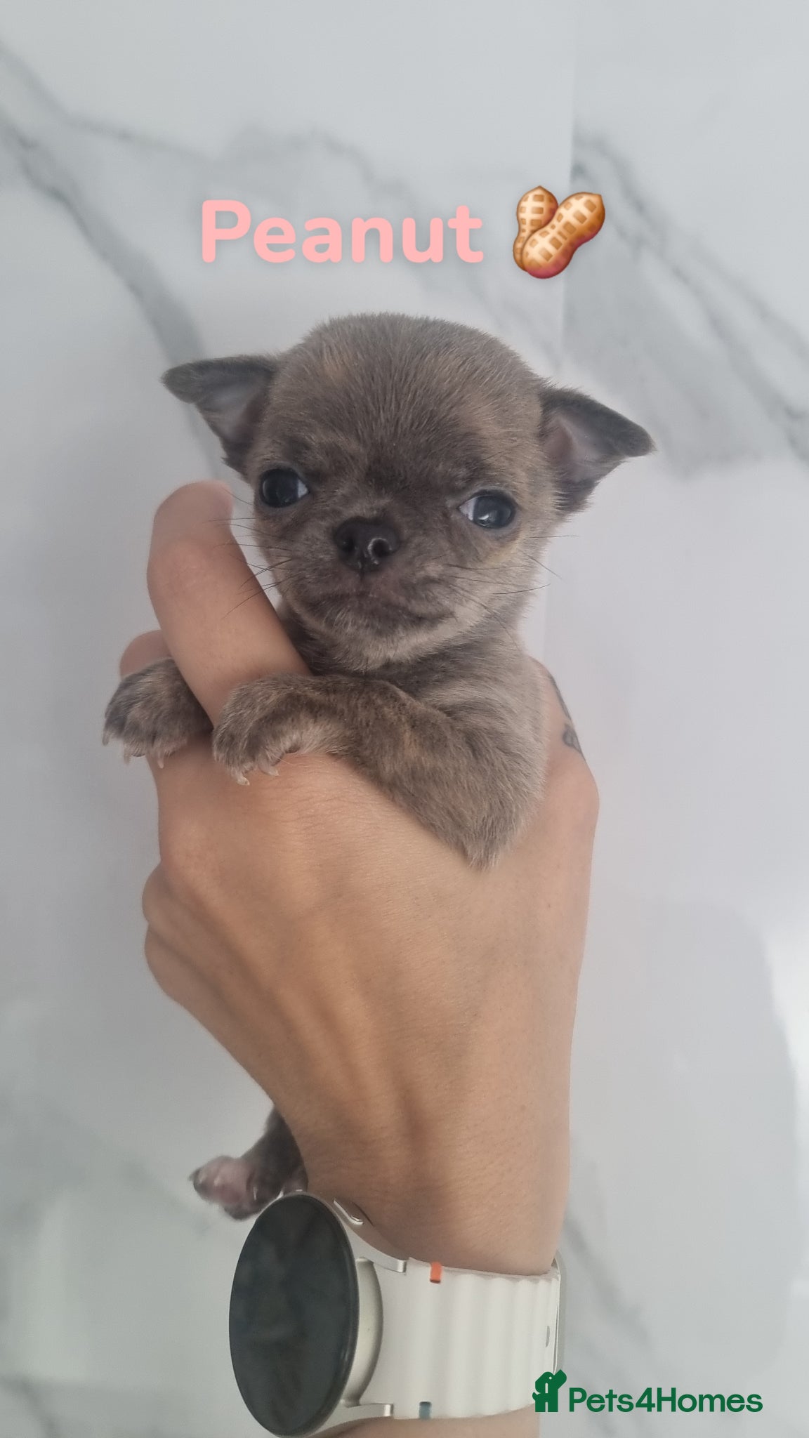Chihuahua dogs for sale: Exquisite teeny Chihuahua puppies - Advert 3