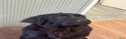 Newfoundland dogs for sale: 6 month old KC Newfoundland Pup  - Advert 2