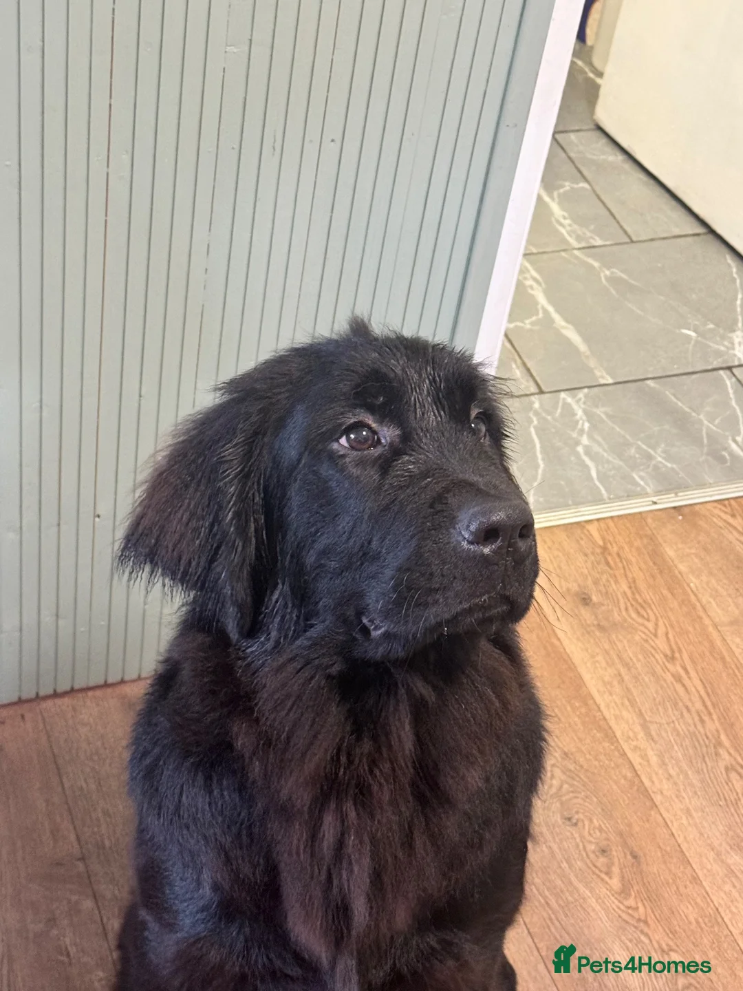 Newfoundland dogs for sale: 6 month old KC Newfoundland Pup  - Advert 2