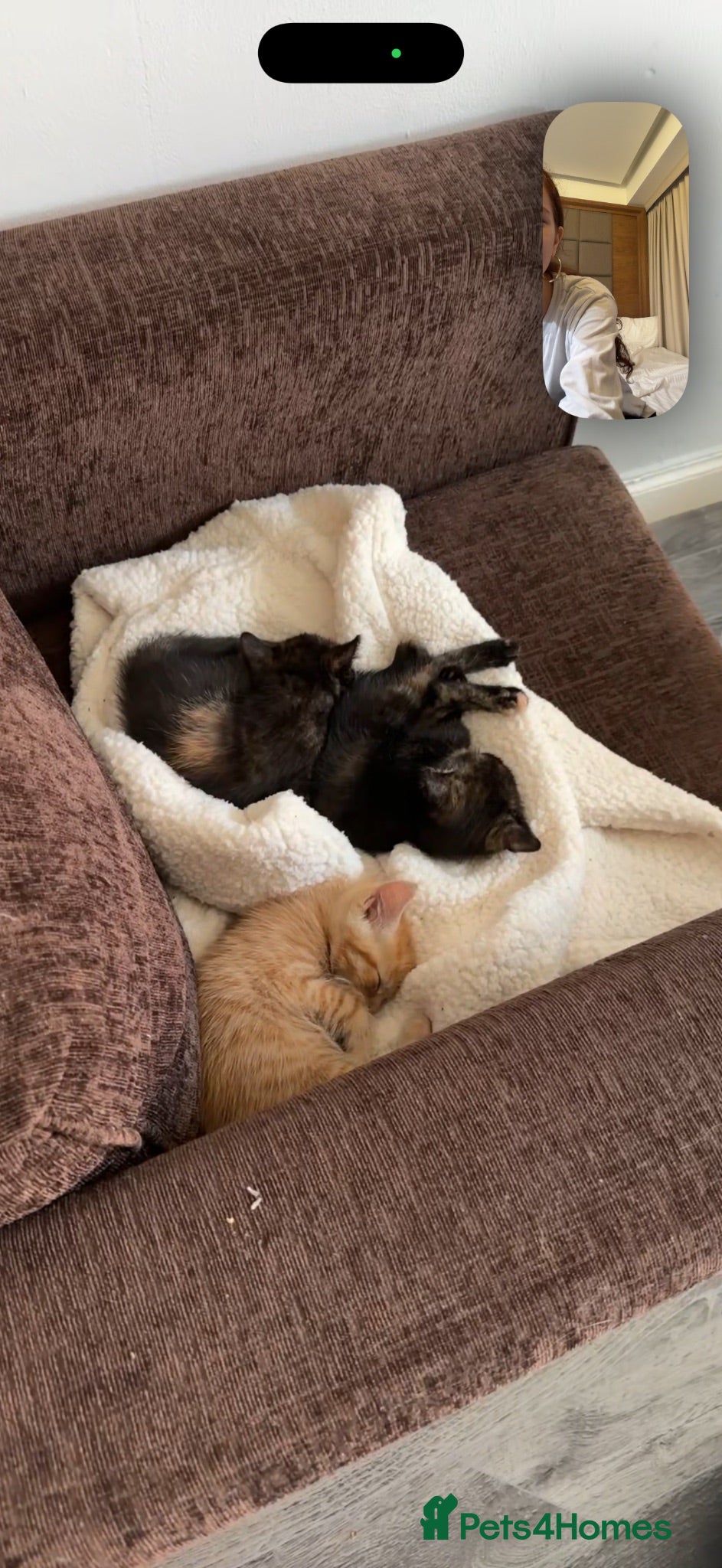 Mixed Breed cats 3 GORGEOUS KITTENS FOR SALE - Advert 12