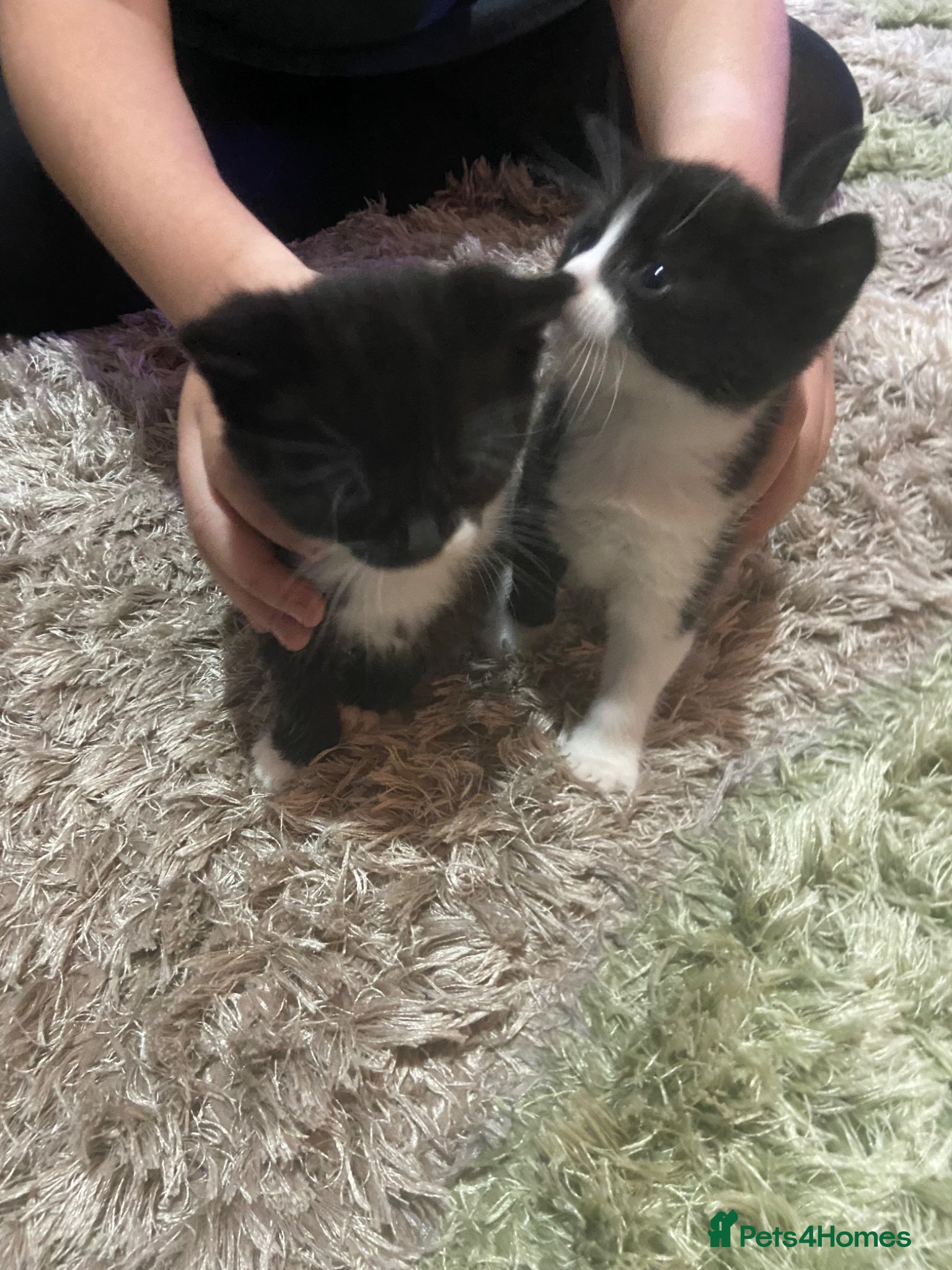 Mixed Breed cats Ragdoll x - Advert 1