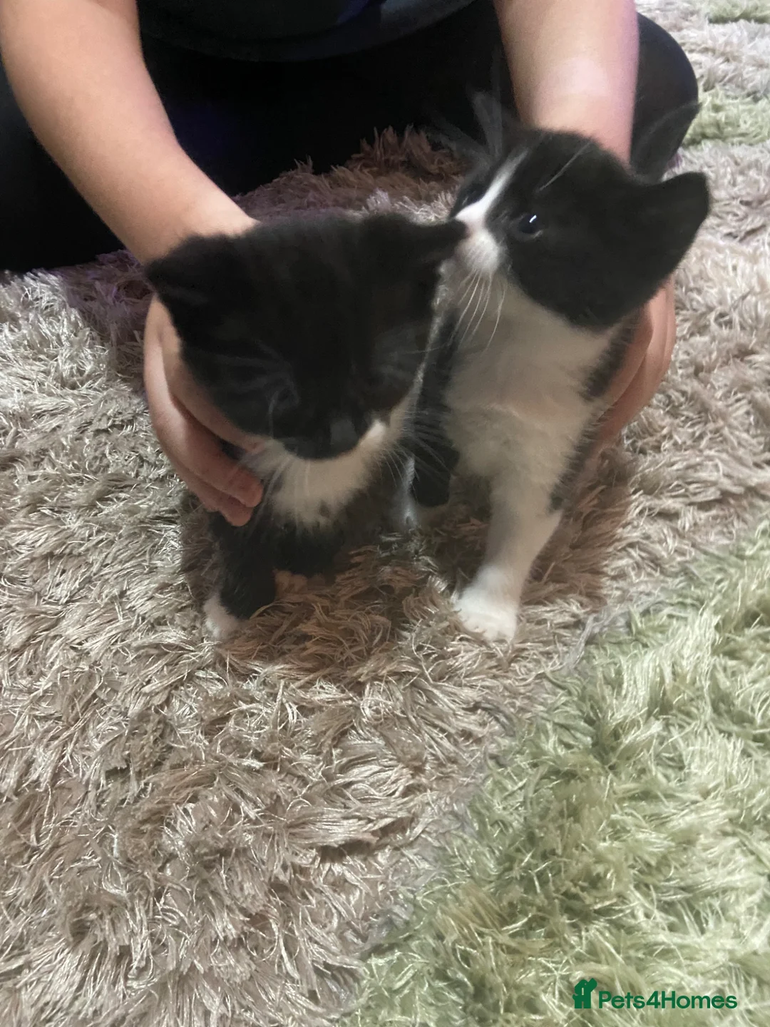 Mixed Breed cats for sale: Ragdoll x - Advert 1