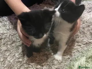 Mixed Breed cats Ragdoll x - Advert 1