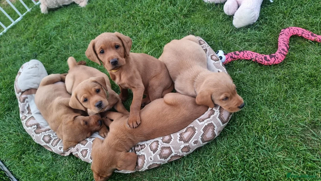 Labradoodle dogs for sale: Upcoming arrival of our wonderful labradoodle pups - Advert 2