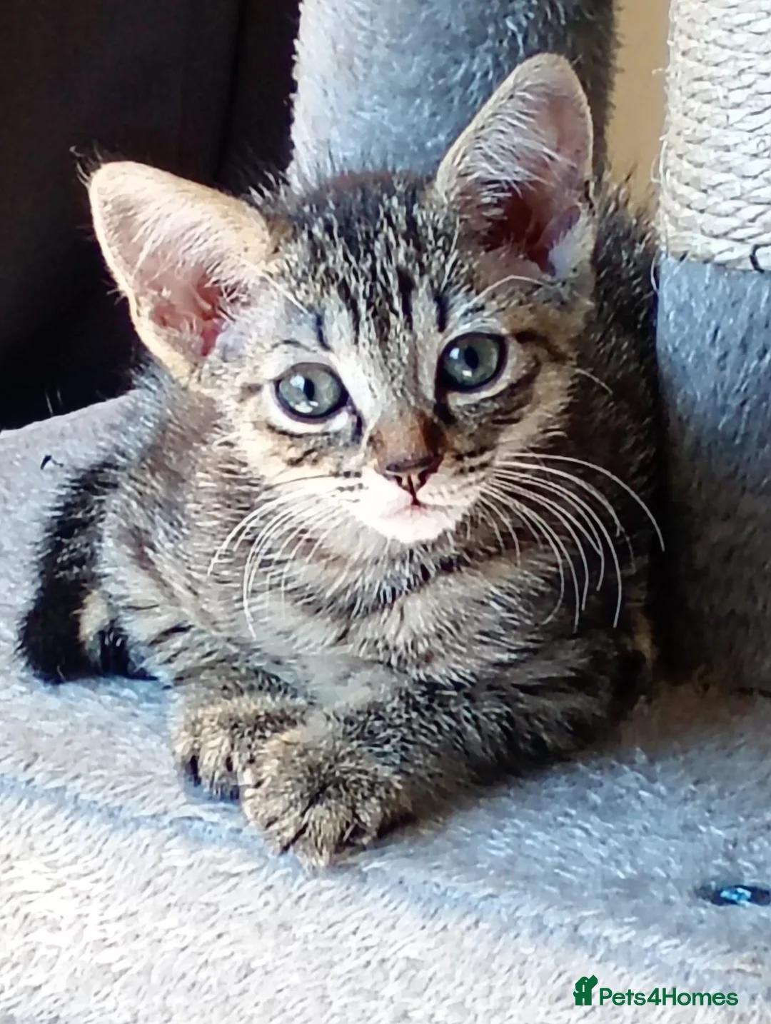 Bengal cats for sale: Beautiful Bengal female  in Chester - Advert 4