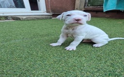American Bulldog dogs for sale: American Bulldog Puppies  - Image 10