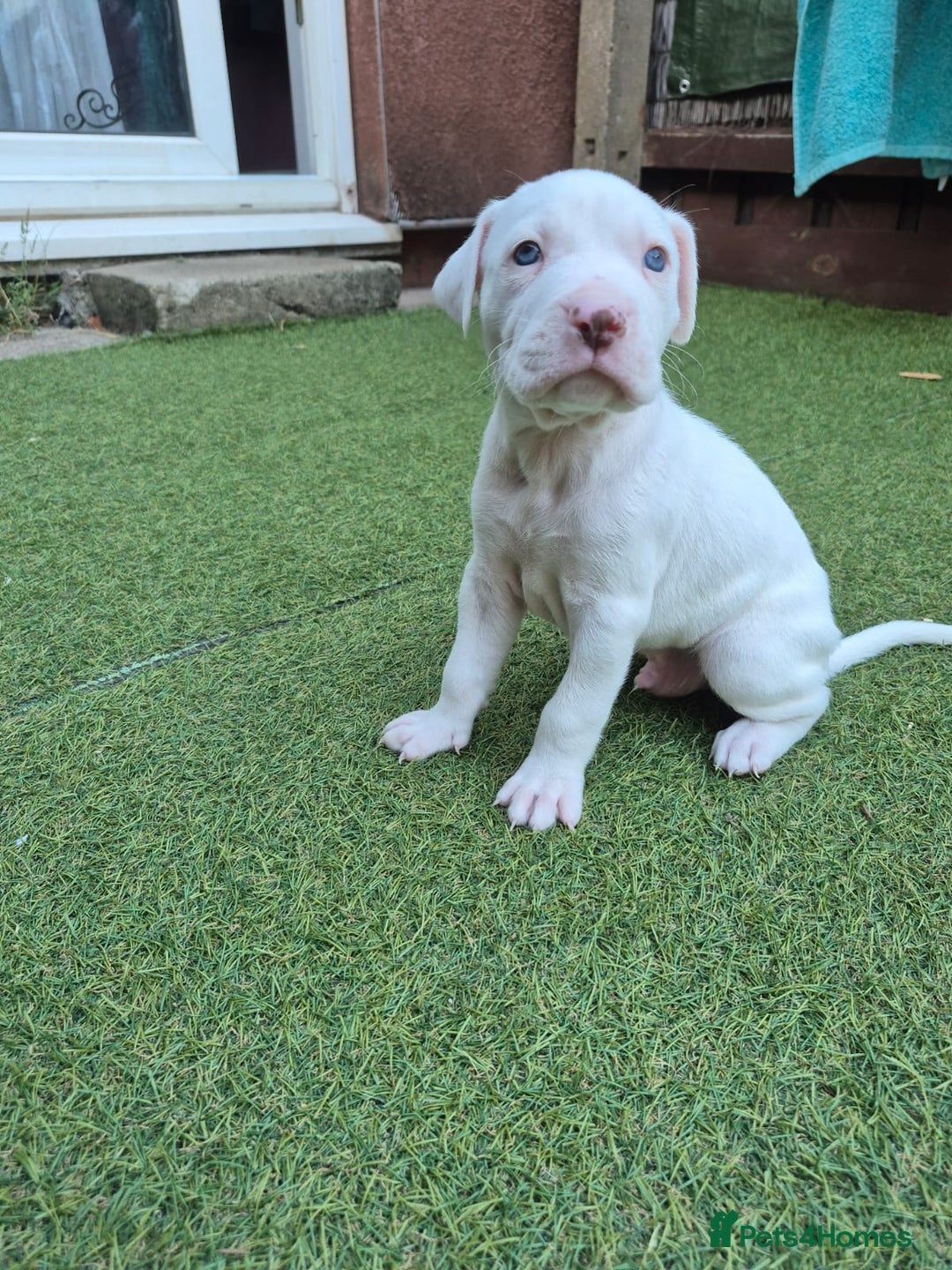 American Bulldog dogs for sale: American Bulldog Puppies  - Image 10