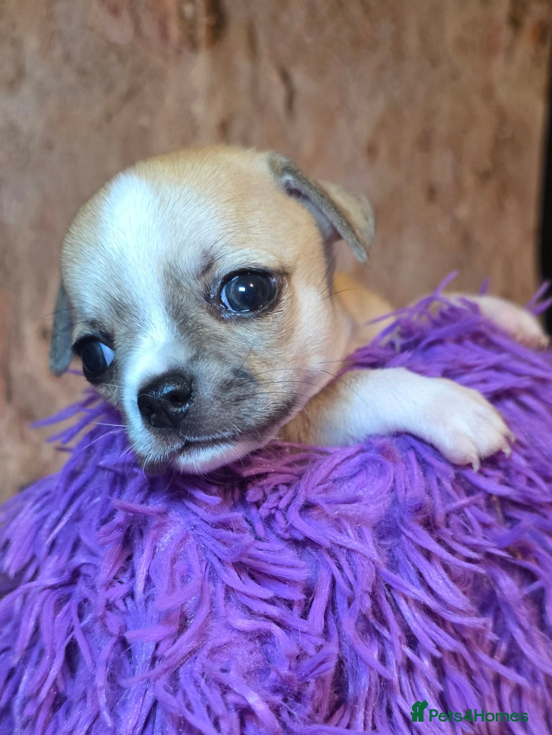 Chihuahua dogs for sale: CHIHUAHUA PUPPY  - Advert 16