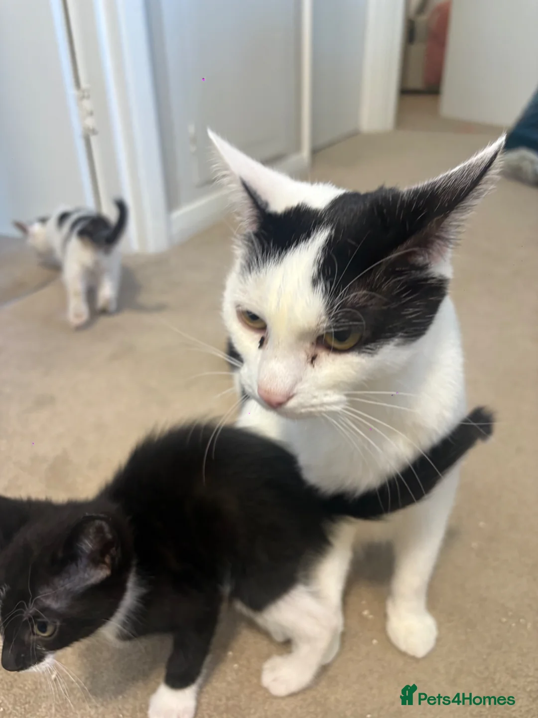 Mixed Breed cats for sale: Beautiful kittens in Leicester - Advert 7