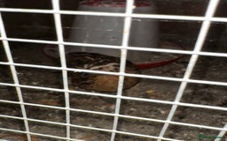 Mixed Breed birds for sale: Quail male and female  - Image 2