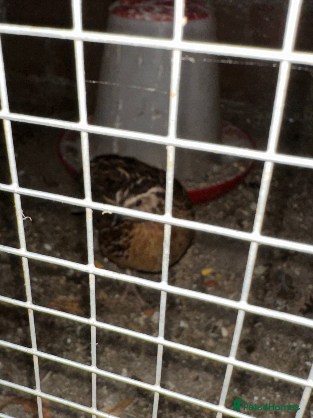 Mixed Breed birds for sale: Quail male and female  - Image 2