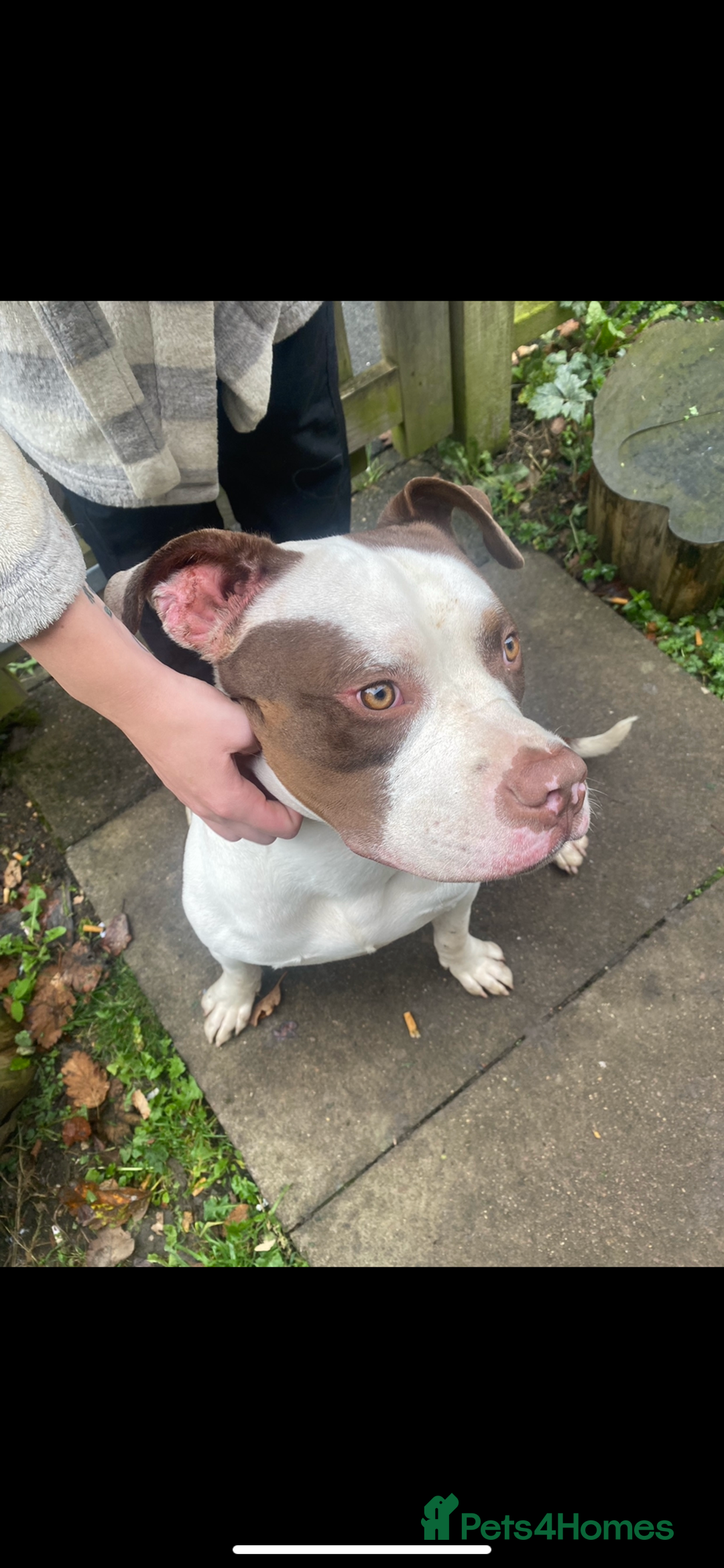 Mixed Breed dogs for sale: to a loving home  - Advert 2