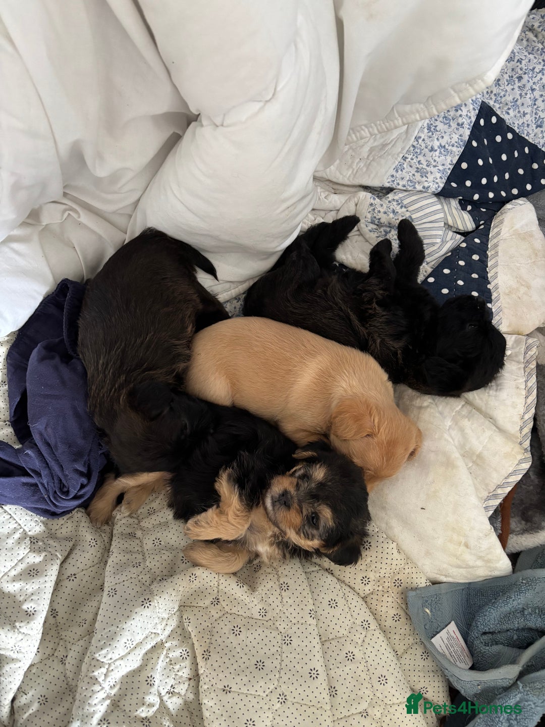 Mixed Breed dogs for sale: Norfolk terrier cross by toy poodle - Image 6