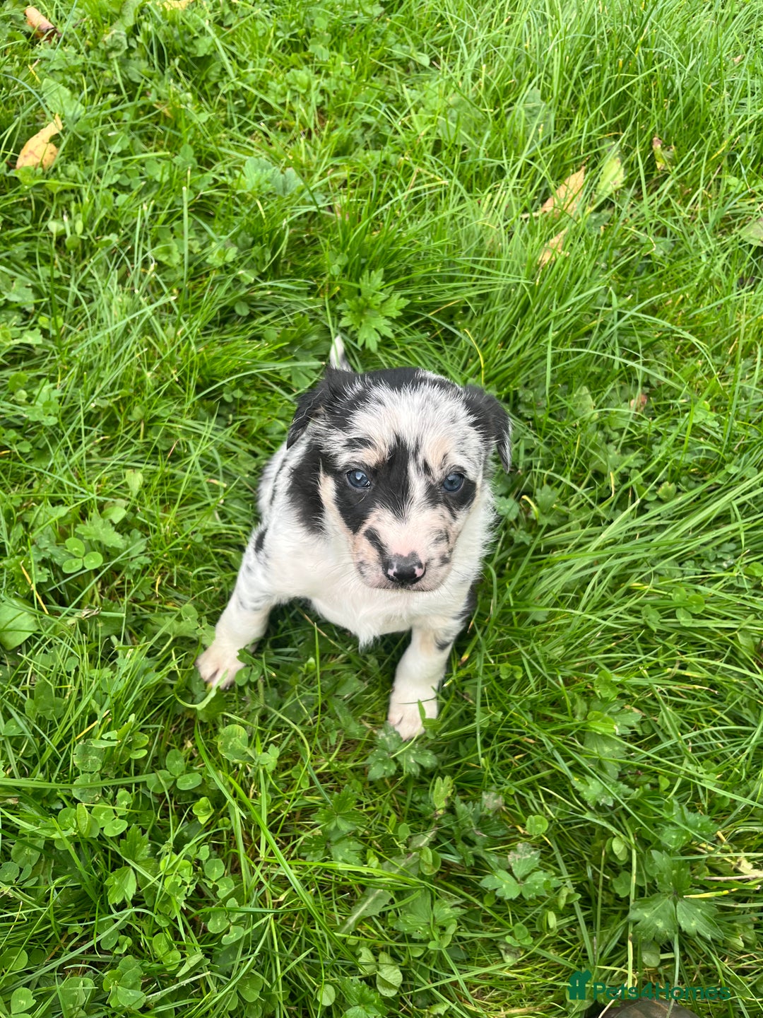 Border Collie dogs for sale: 5 beautiful pups!  - Image 4