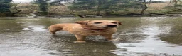 Labrador Retriever dogs for sale: Beautiful Chunky Labrador Puppies  - Advert 3