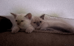 Ragdoll cats for sale: RAGDOLL x BSH KITTENS - Image 15