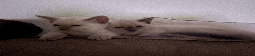 Ragdoll Kitten 3