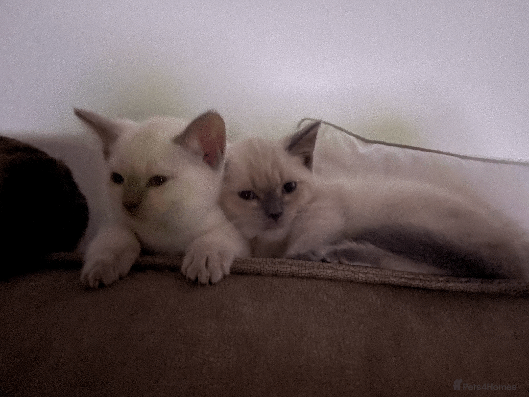 Ragdoll cats for sale: RAGDOLL x BSH KITTENS - Image 15