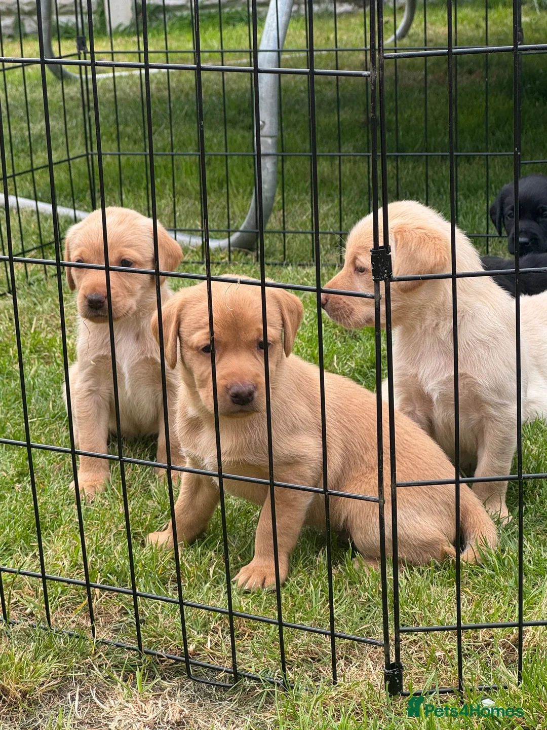Labrador Retriever dogs for sale: Labrador puppies yellow & black - Advert 13
