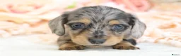 Miniature Dachshund dogs for sale: KC Longhair Miniature Dachshund Puppies - Advert 3