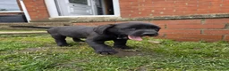 Labrador Retriever dogs for sale: *1 Girl left*Ready to Leave* KC Mam & Dad at home - Advert 4
