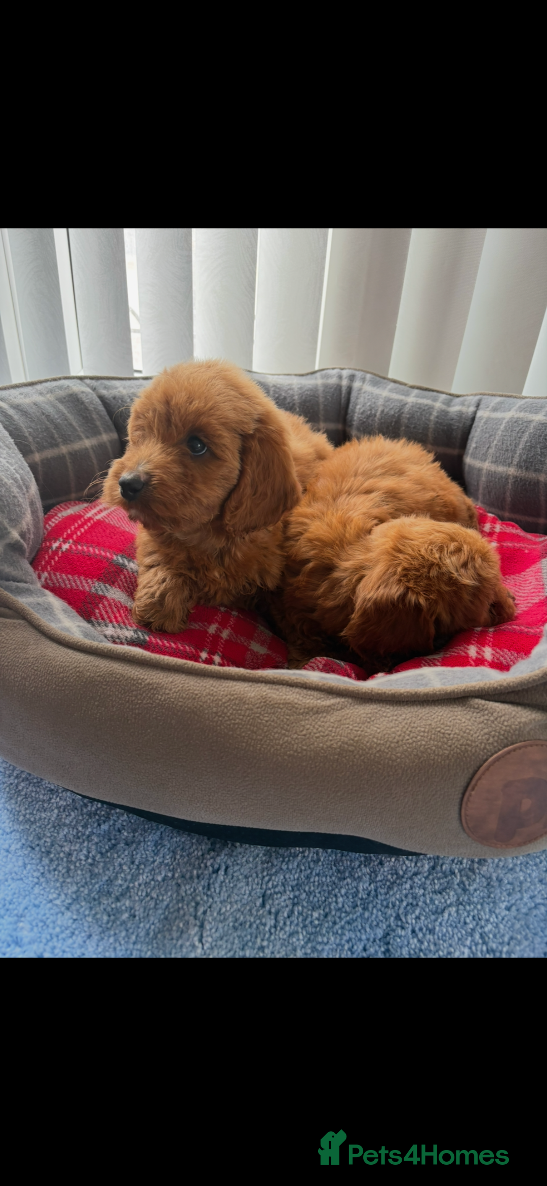 Cockapoo dogs for sale: Beautiful  Cockapoo puppies  - Image 23