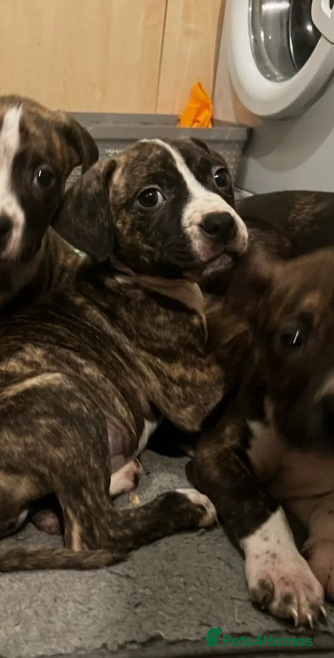 Mixed Breed dogs for sale: Blue Staffy x Boerboel – Ready for a Home - Advert 19