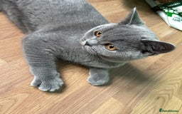 British Shorthair cats for sale: Only 1 Active British Shorthair Girl Left  - Image 7