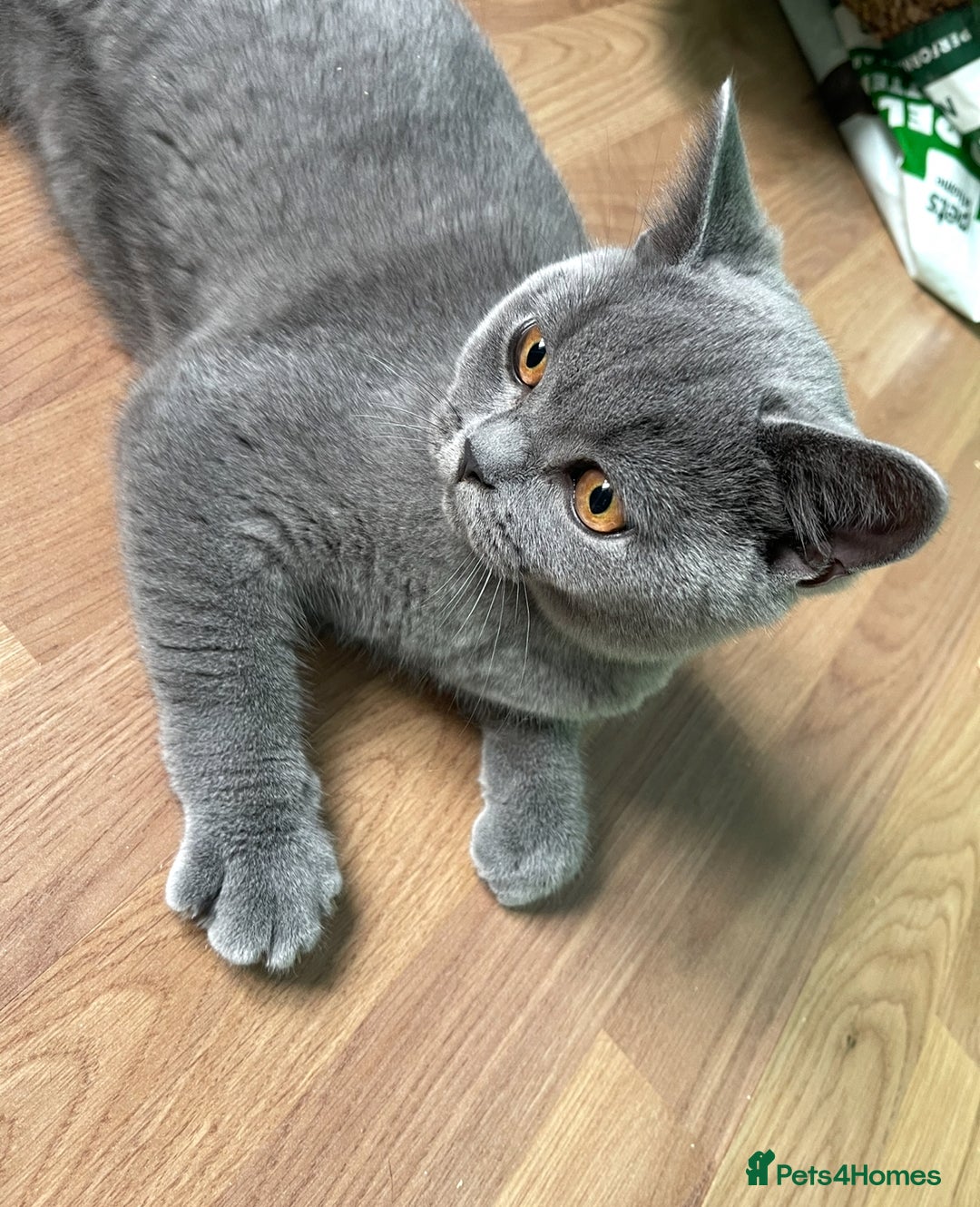 British Shorthair cats for sale: Only 1 Active British Shorthair Girl Left  - Image 7