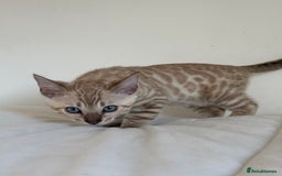 Bengal cats for sale: TICA Registered Snow Bengal kittens  - Image 11