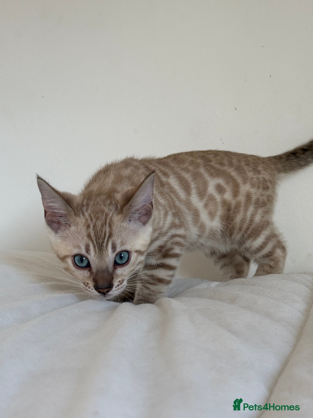 Bengal cats for sale: TICA Registered Snow Bengal kittens  - Image 11