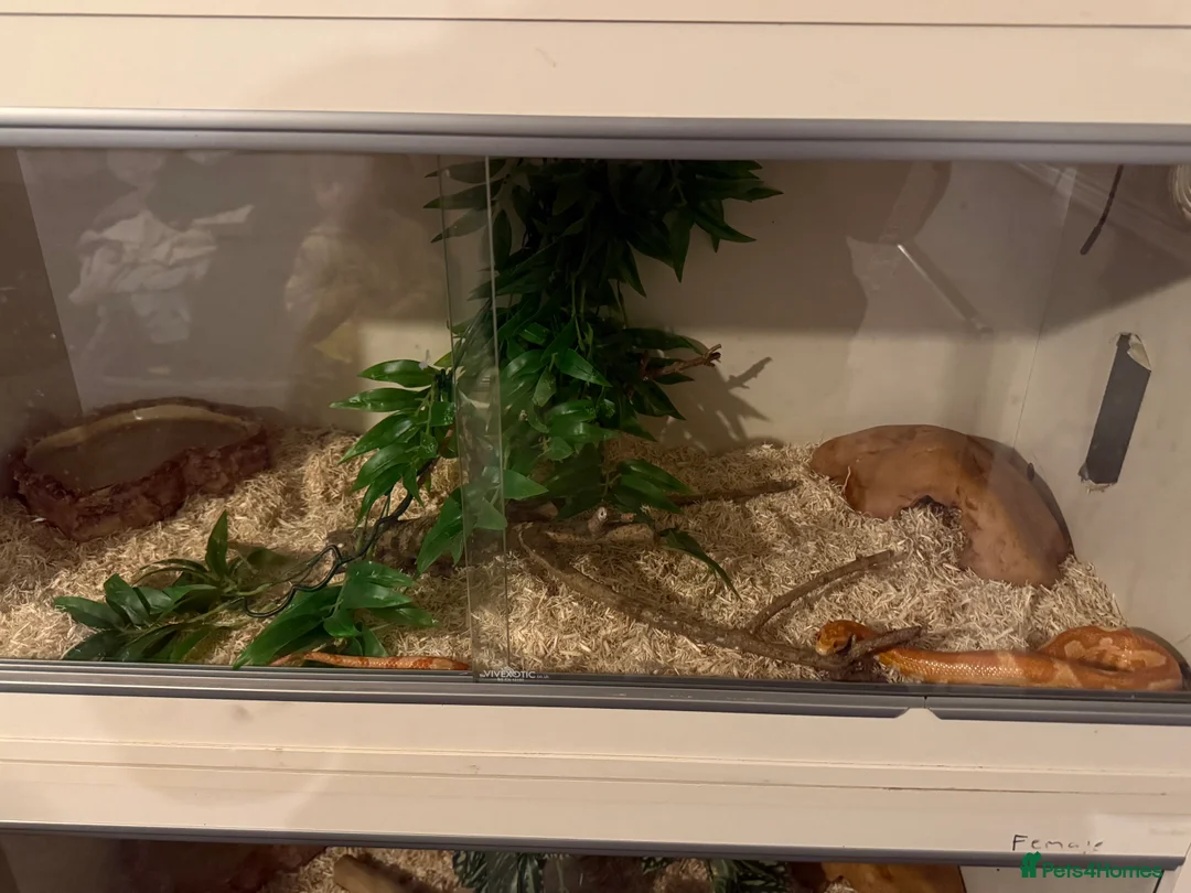 Corn Snake reptiles for sale: 2 corn snakes  - Advert 2