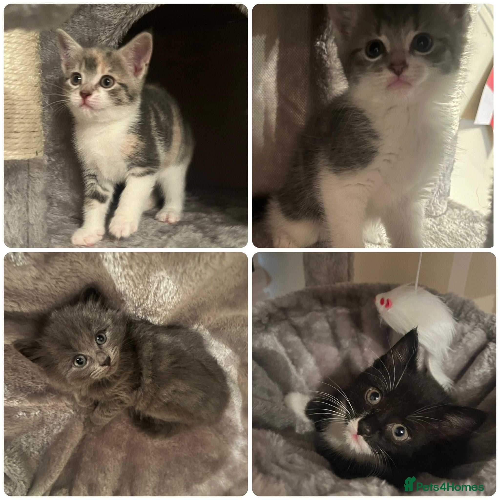 Mixed Breed cats Adorable mix colour kittens. - Advert 12