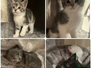 Mixed Breed cats Adorable mix colour kittens. - Advert 12