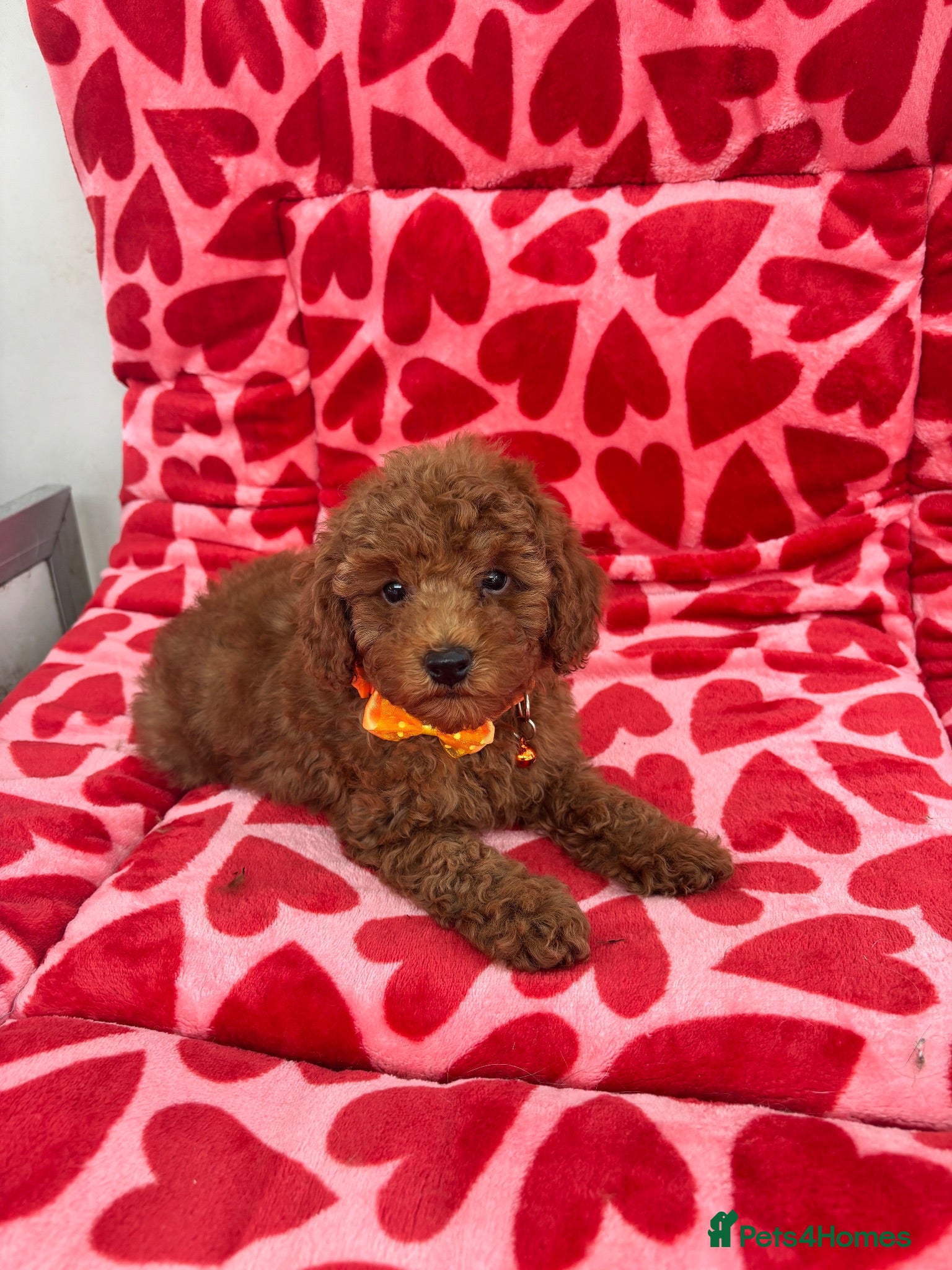Toy Poodle dogs KC Registered Red Toy Poodle Boys  - Advert 4