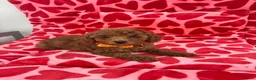 Toy Poodle dogs for sale: KC Registered Red Toy Poodle Boys  - Advert 1