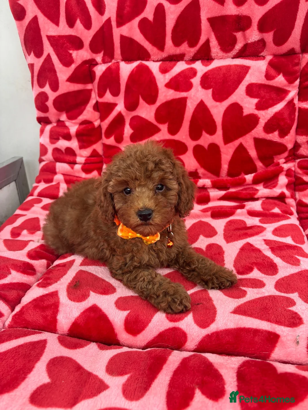 Toy Poodle dogs for sale: KC Registered Red Toy Poodle Boys  - Advert 1