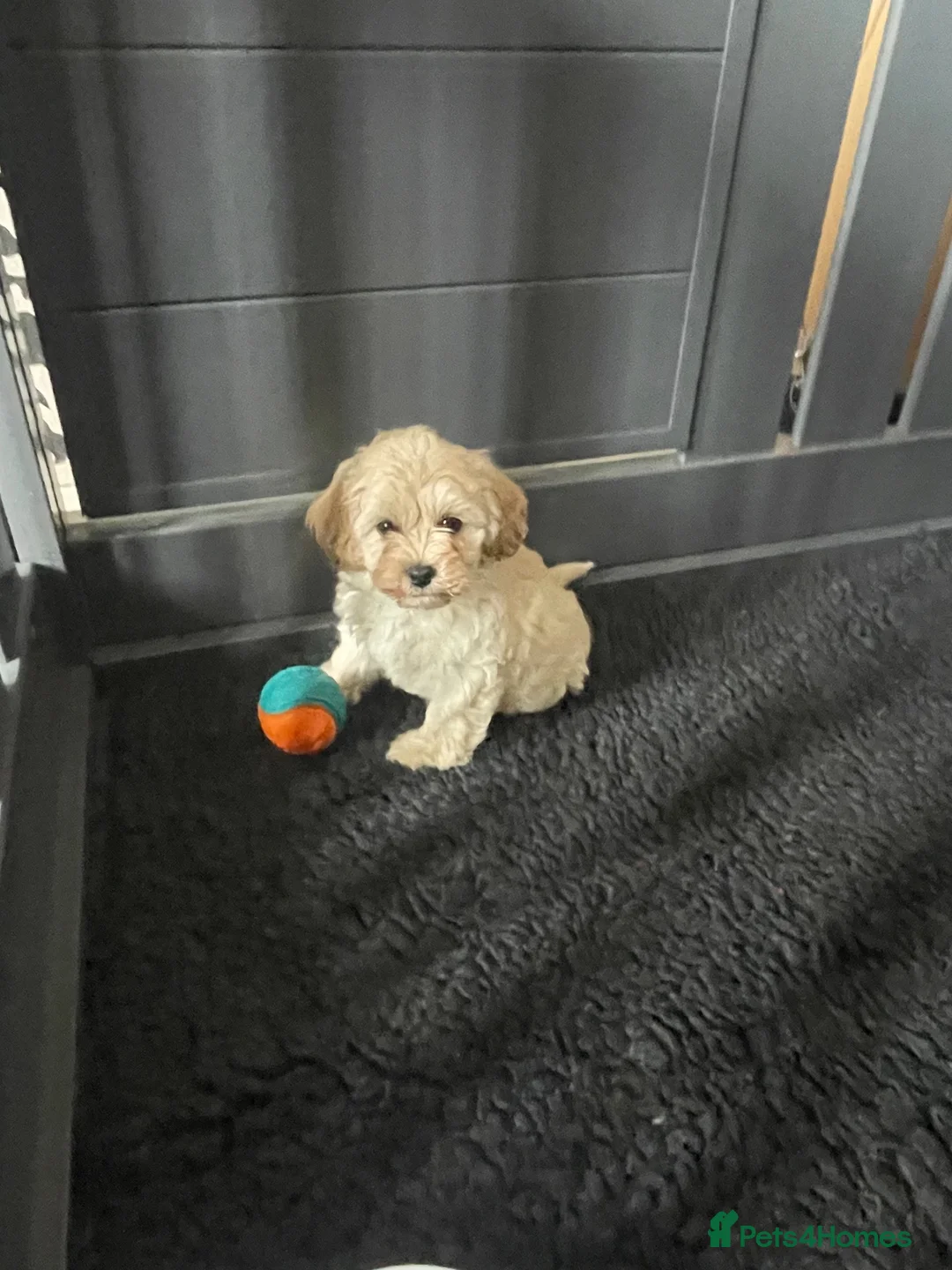 Mixed Breed dogs for sale: 4 Cavapoo girls ready  - Advert 2