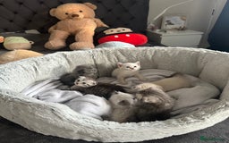 Scottish Fold cats for sale: Adorable playful scottish fold kittens  - Image 33