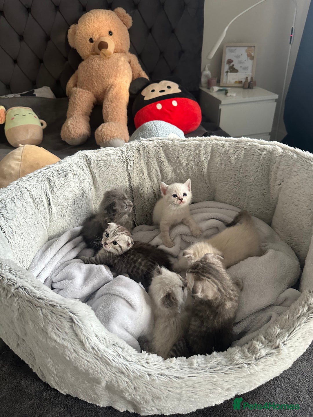 Scottish Fold cats for sale: Adorable playful scottish fold kittens  - Image 33