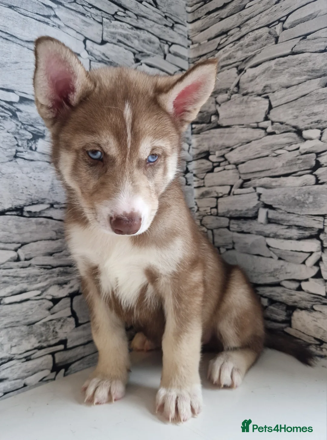 Siberian Husky dogs for sale: 1 beautiful girl left ❤️ ready now  - Advert 12