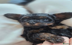 Cavapoo dogs for sale: Beautiful phantom F1B cavapoos - Image 21