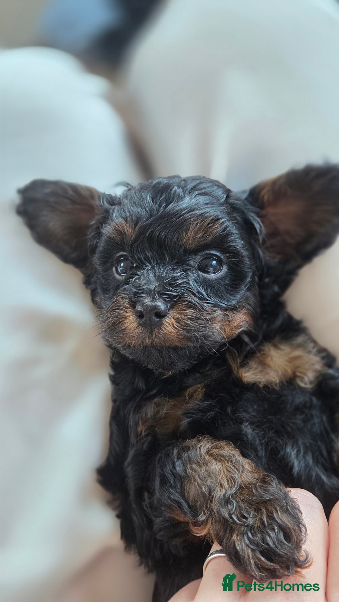 Cavapoo dogs for sale: Beautiful phantom F1B cavapoos - Image 21