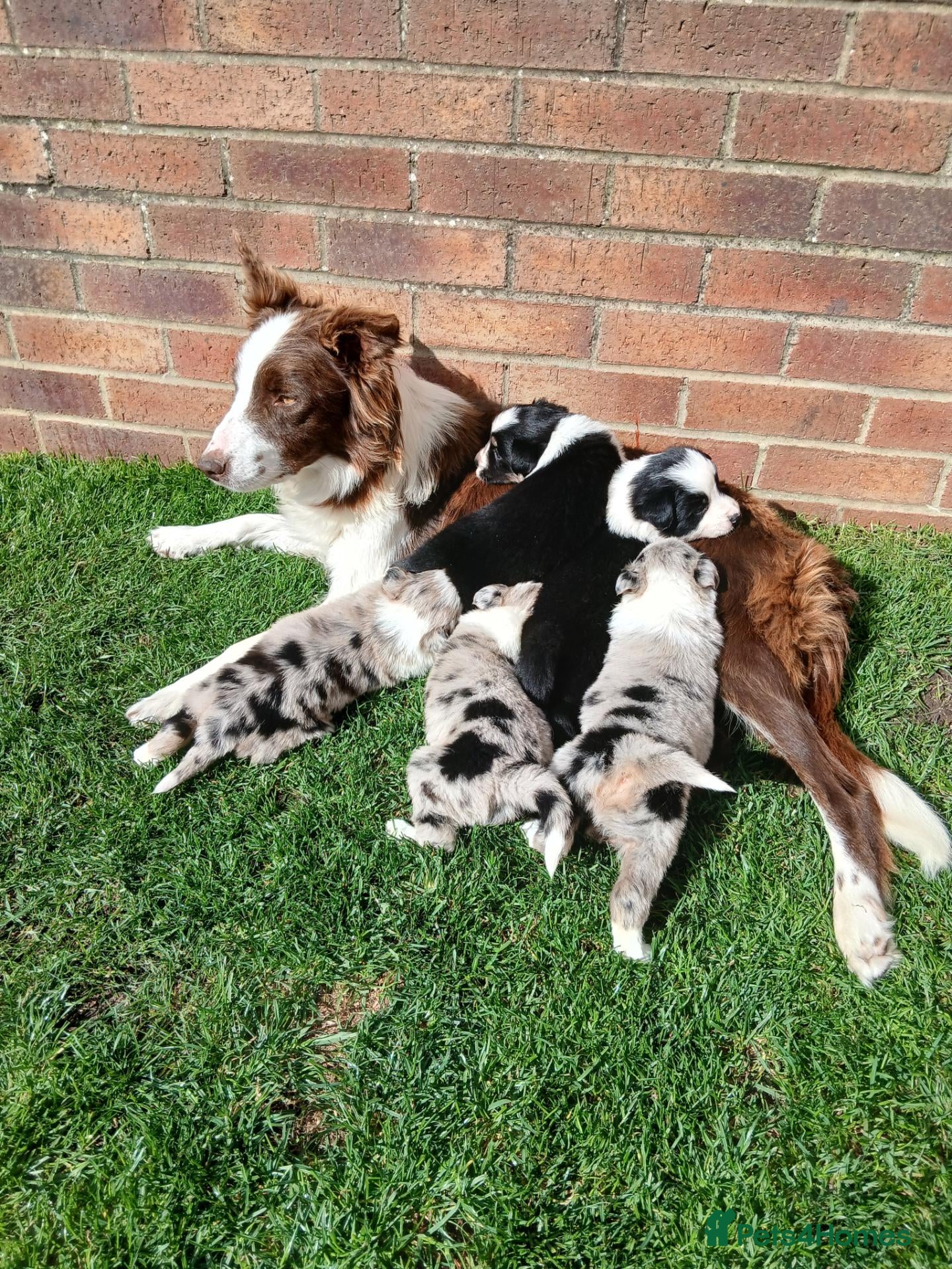 Border Collie dogs BORDER COLLIE PUPS - Advert 1