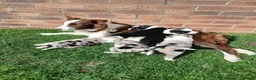 Border Collie dogs for sale: BORDER COLLIE PUPS in Durham - Advert 1